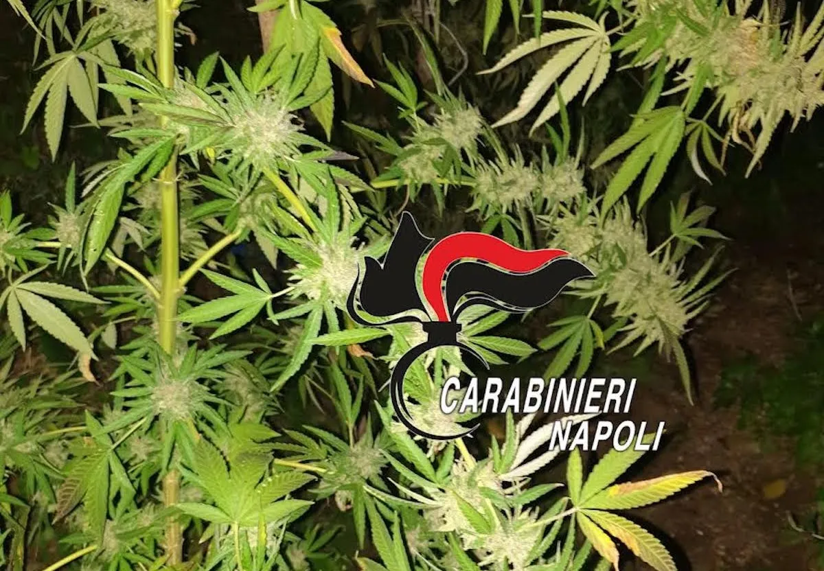 somma-vesuviana-arrestato-pensionato-coltivava-cannabis