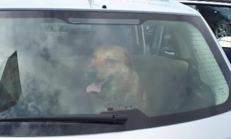 marano cane lasciato auto salvato dipendenti locale