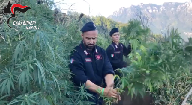 Colpo-Carabinieri-Gragnano-Cannabis-Indica