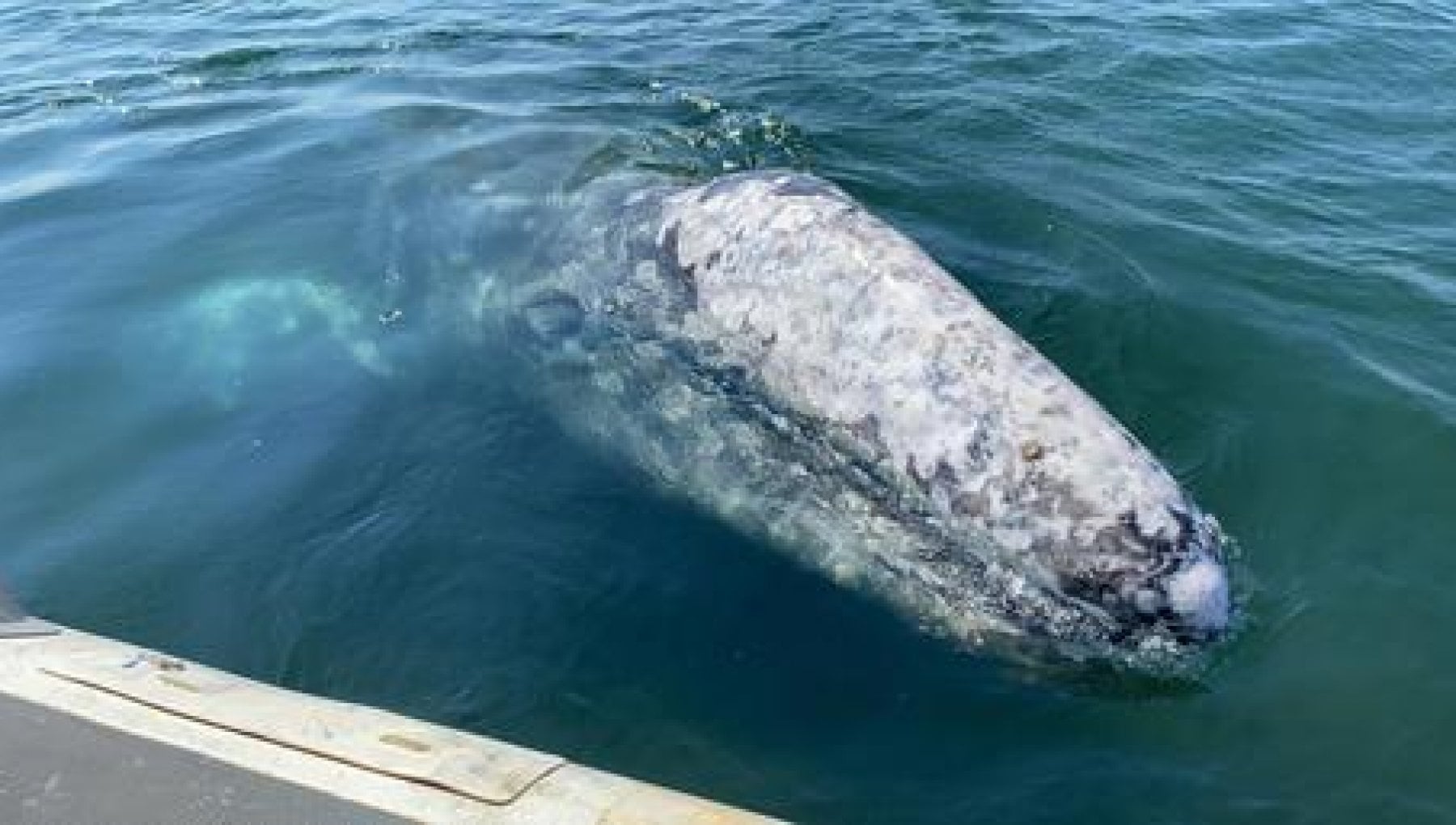 balena grigia avvistata napoli