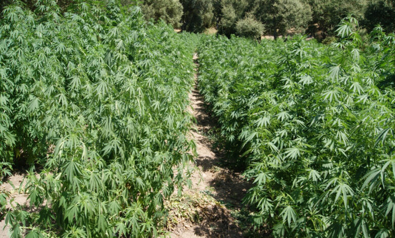 coltivazione-cannabis-monti-lattari-269-piante-10-luglio