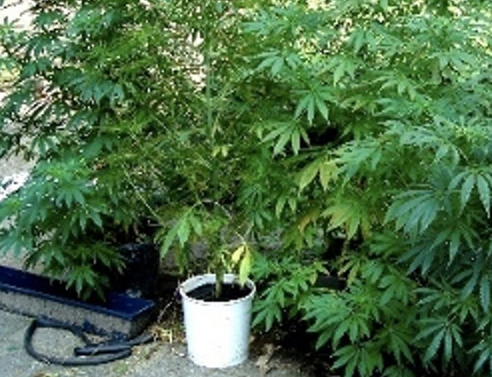 acerra-coltivazione-marijuana-casa-arresti