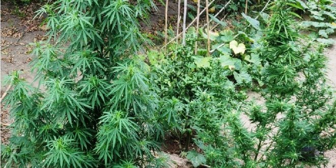 ischia piantagione marijuana