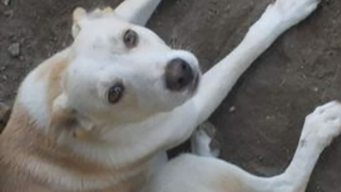 poggiomarino cane ucciso 7 novemmbre
