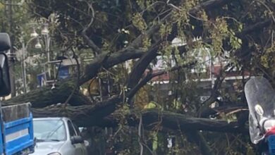 Maltempo Napoli cade albero 8 novembre