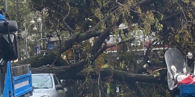 Maltempo Napoli cade albero 8 novembre