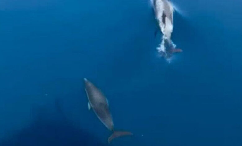 delfini golfo napoli estate