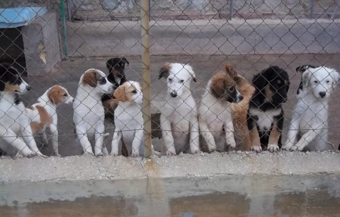 sindaco pimonte adotta cani canile ottaviano