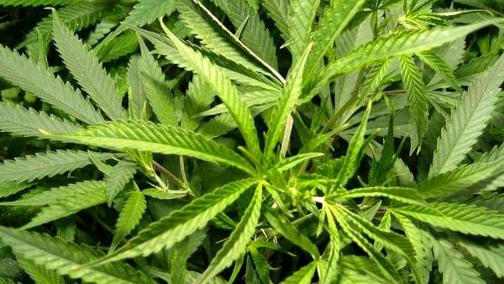 castellammare piantagione marijuana