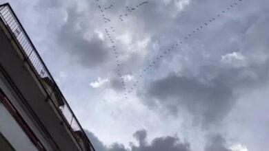 migrazione uccelli gragnano