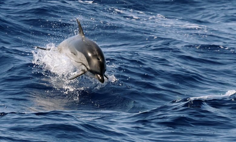 delfini golfo napoli