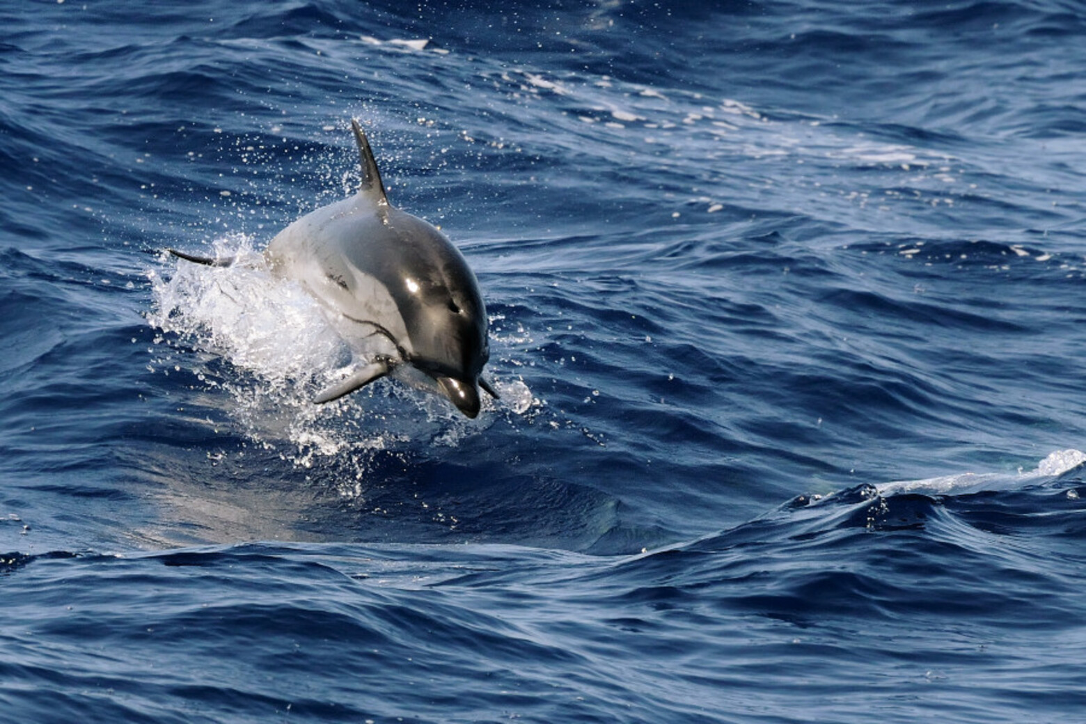 delfini golfo napoli