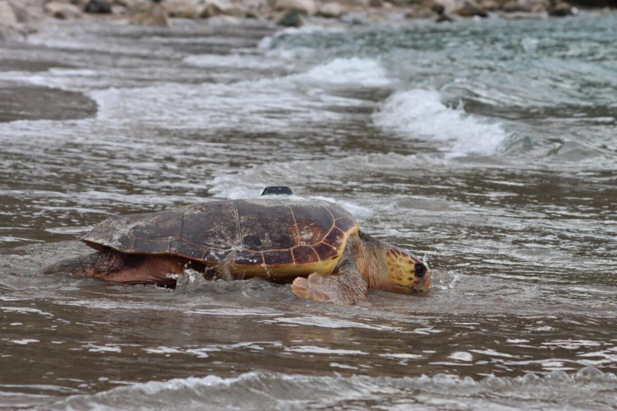 tartarughe ritornano mare