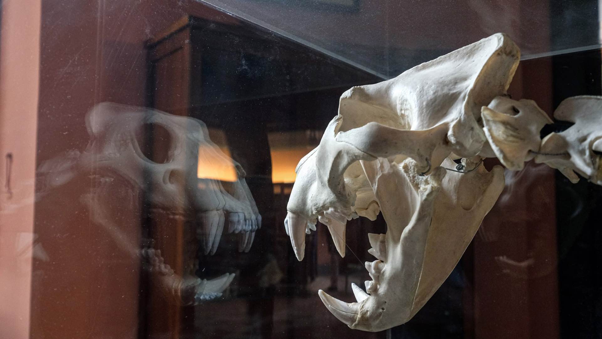 napoli busta ossa mandibola recapitata museo Ipogeo Cristallini