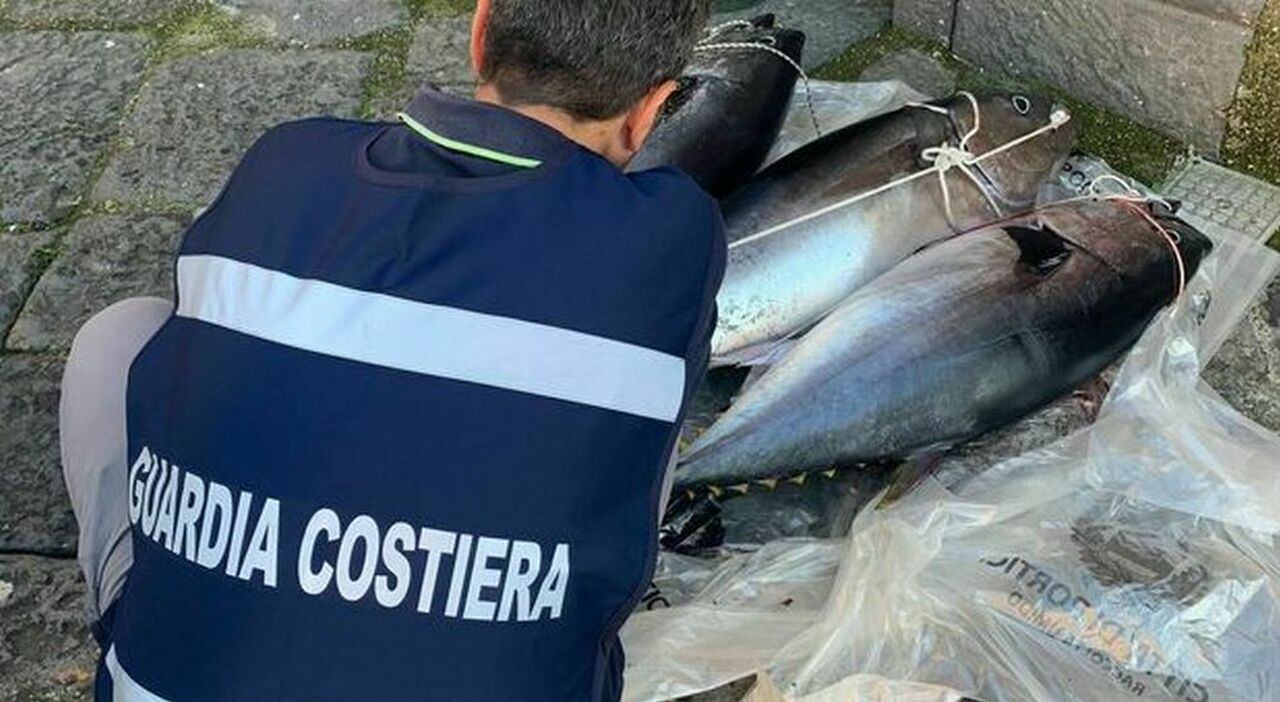 castellammare stabia sequestro tonno