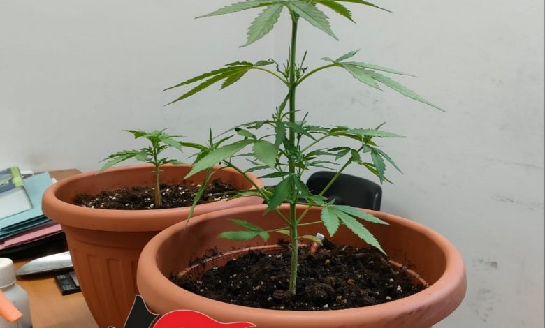 portici piante marijuana arrestato