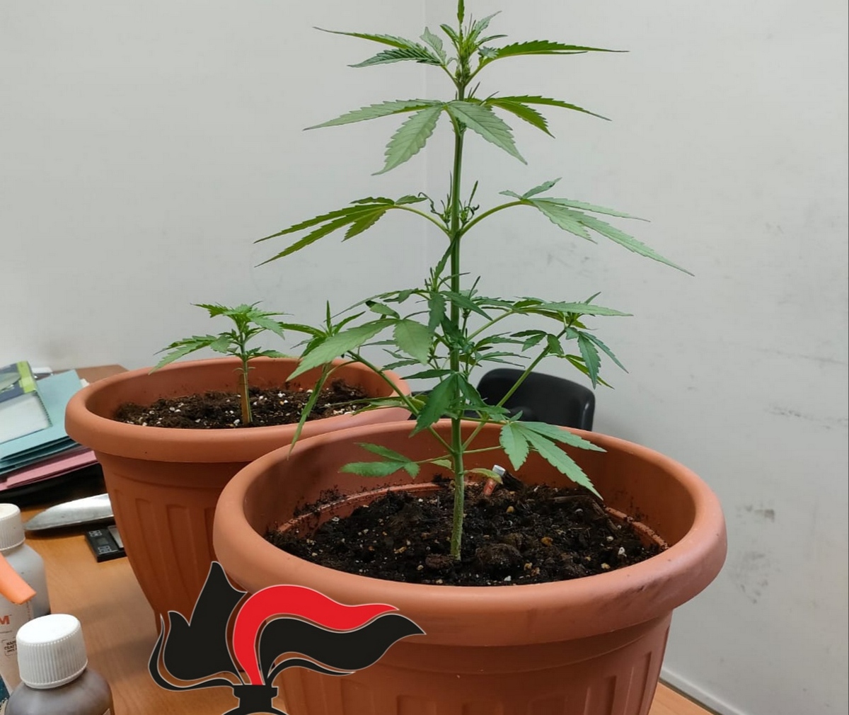 portici piante marijuana arrestato