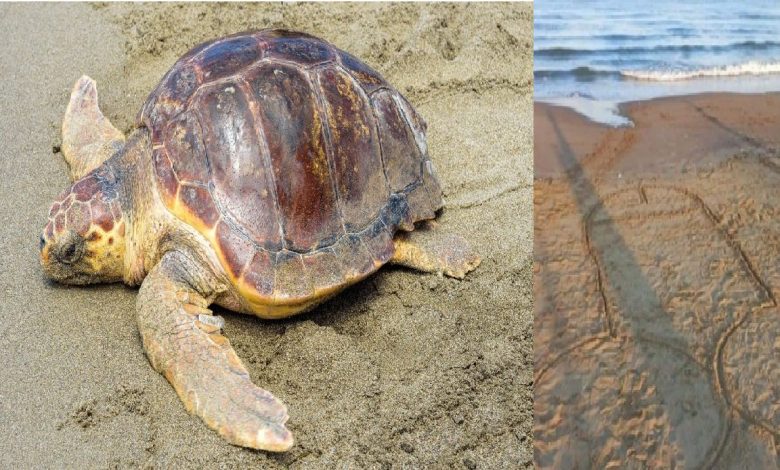 licola fallo disegnato spiaggia ostacolo tartarughe caretta caretta protesta