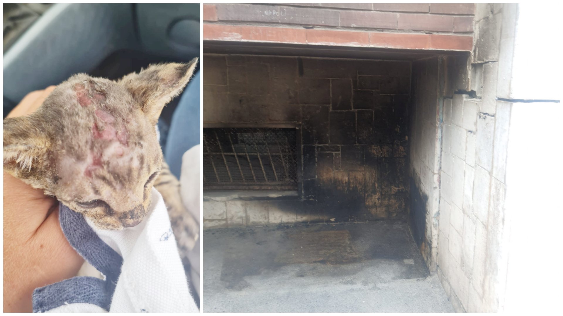 incendiata cuccia gattini napoli salvato animale ustionato