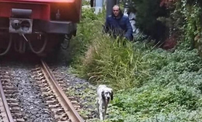 cane binari circumvesuviana salvato macchinista treno bloccato