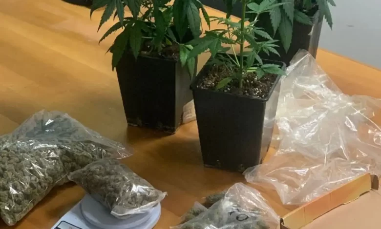 napoli scoperta serra marijuana arrestato