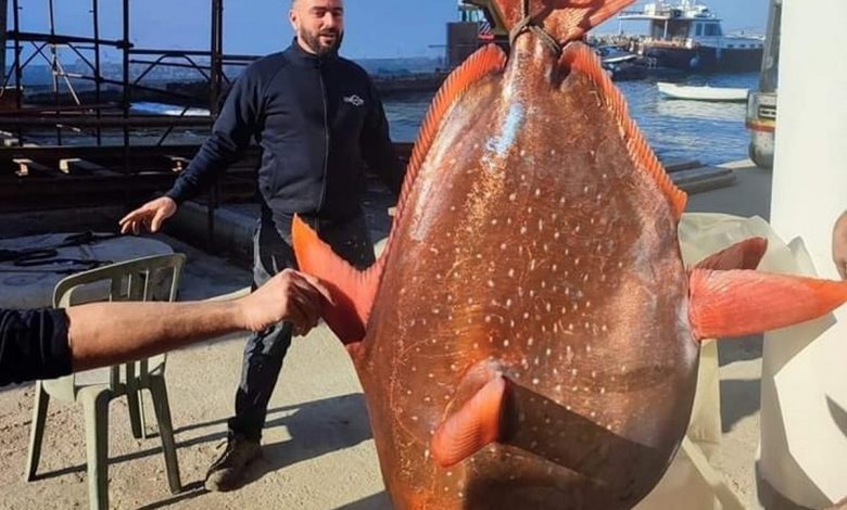 procida trovato pesce re 48 chili