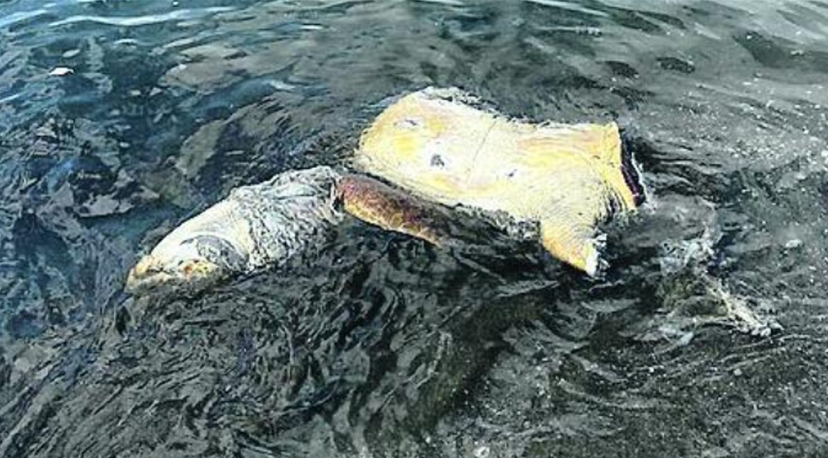 Mergellina trovata carcassa tartaruga decapitata