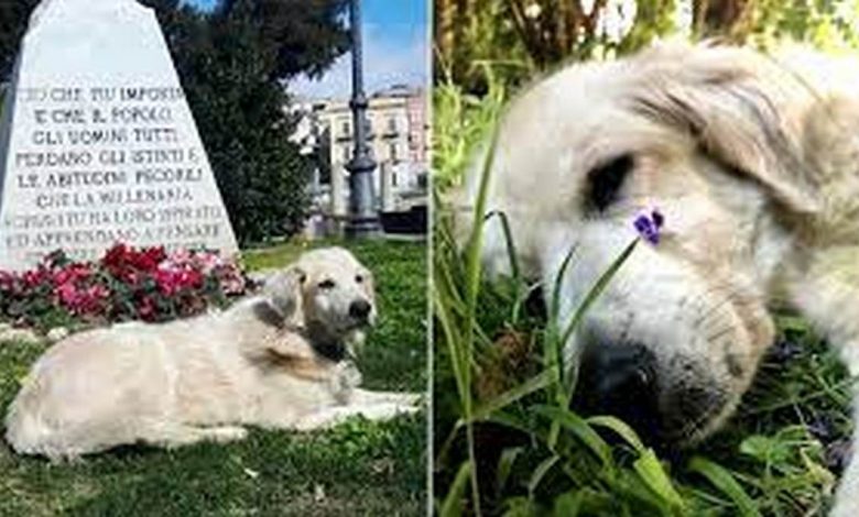 morto cane biondo mascotte tempio serapide pozzuoli