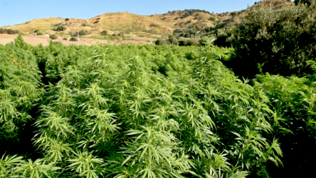 Piantagione di marijuana a cielo aperto sui Monti Lattari del clan Afeltra-Di Martino