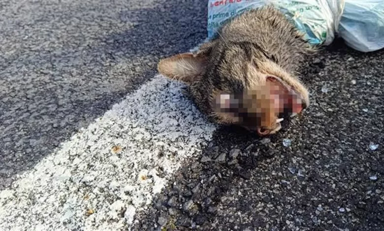 quarto gatto torturato ucciso