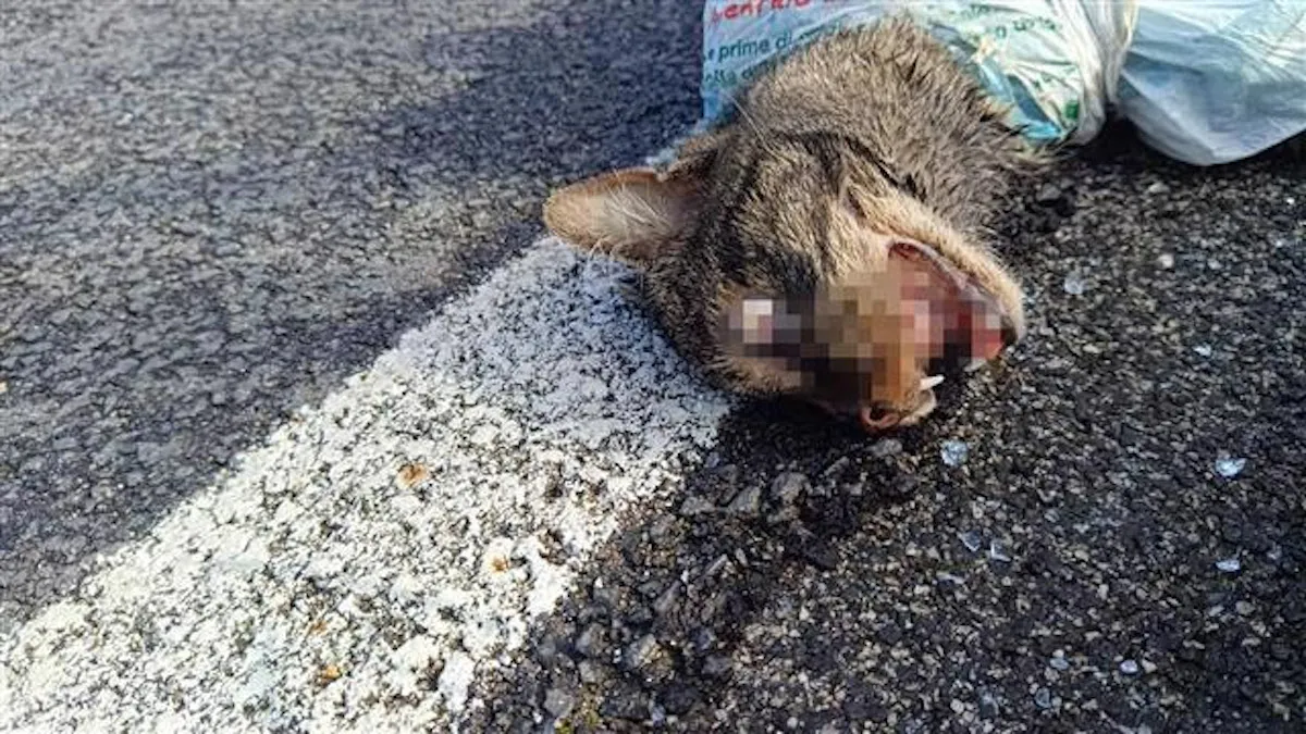 quarto gatto torturato ucciso