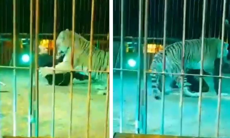 afragola circo tigri maltrattate senza artigli denunciato