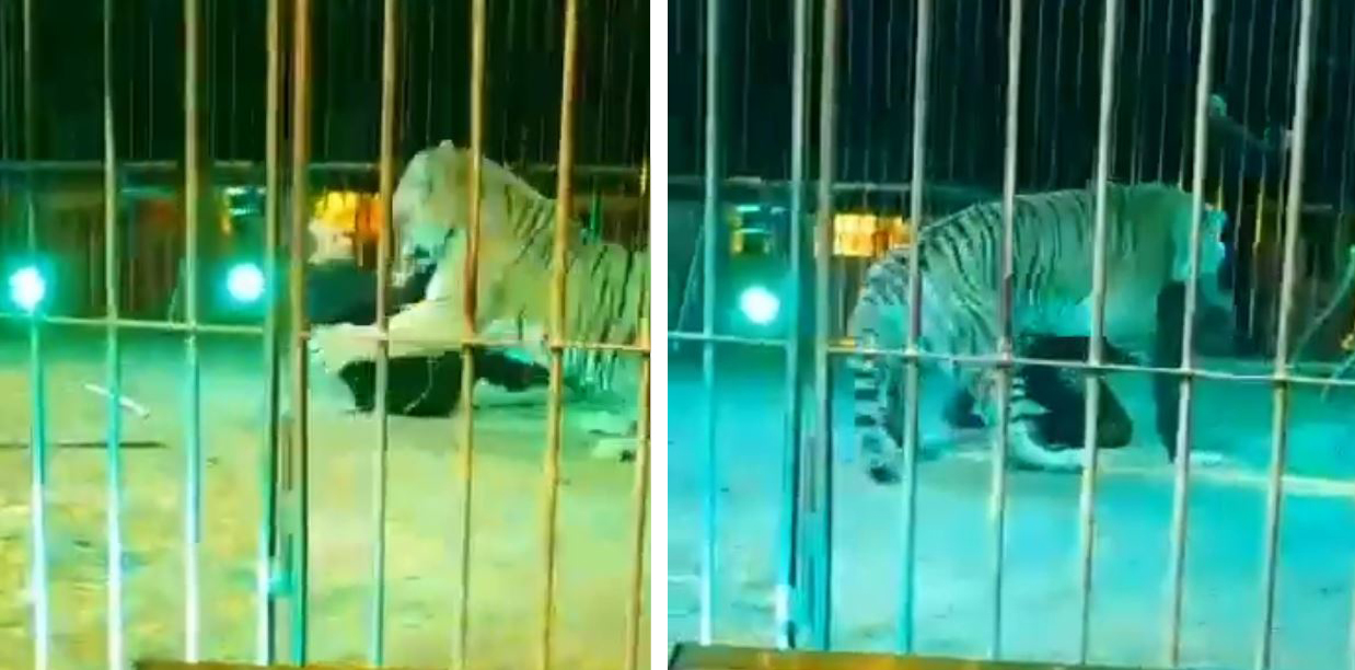 afragola circo tigri maltrattate senza artigli denunciato