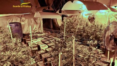 Trecase coltivavano marijuana casa sequestrati 115 chili
