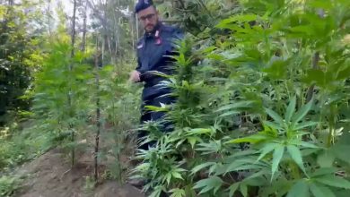 Operazione anti droga Monti Lattari sequestrate 15 piante marijuana