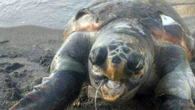 Ischia tartaruga marina morta